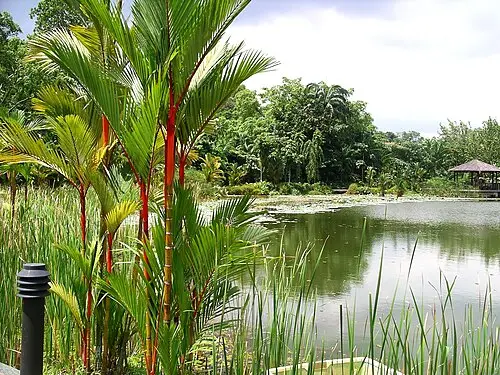 Jardín Botánico de Singapur — Velela (Public domain) Jardín Botánico de Singapur