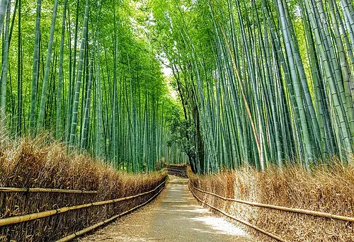 Bosque de Bambu de Arashiyama — Naokijp (CC BY-SA 4.0) Bosque de Bambu de Arashiyama